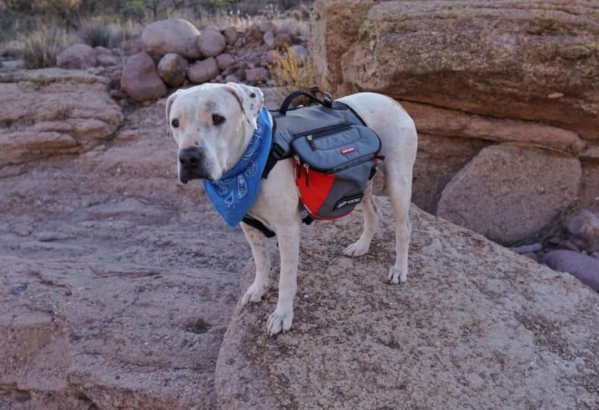 Cool Whip the dog wearing his pet backpack 