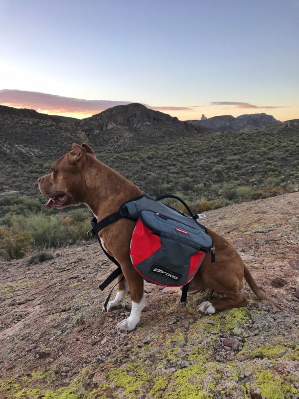 Hercules testing the EzyDog dog backpack