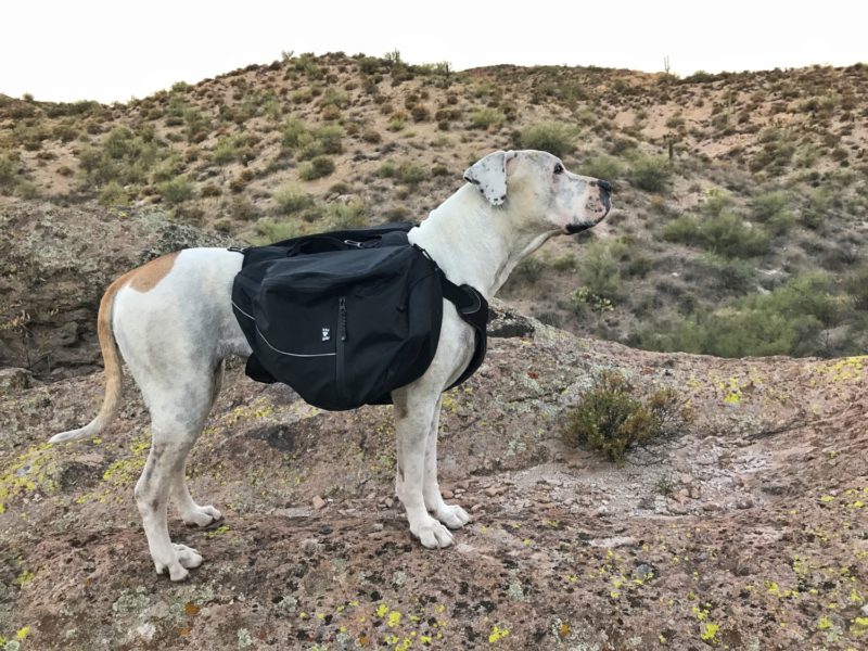 pup using a dog backpack 