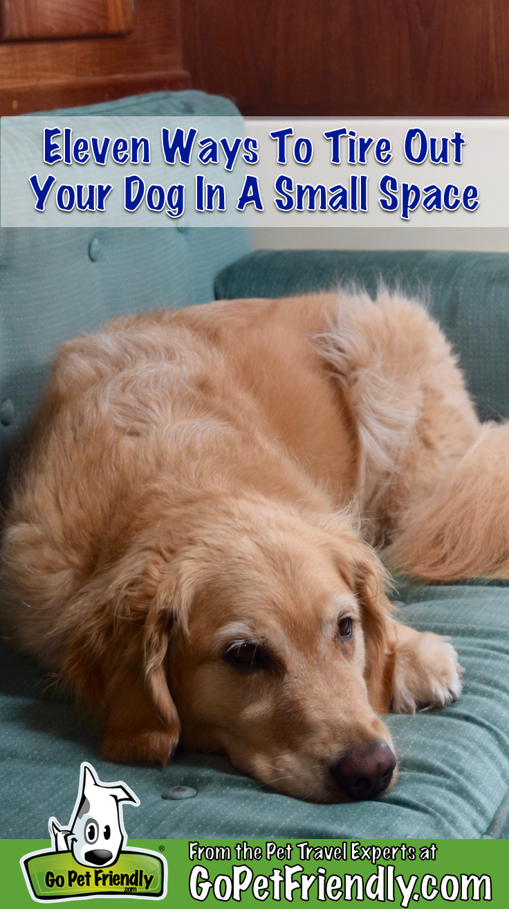 11 Ways To Tire Out Your Dog In A Small Space | GoPetFriendly.com