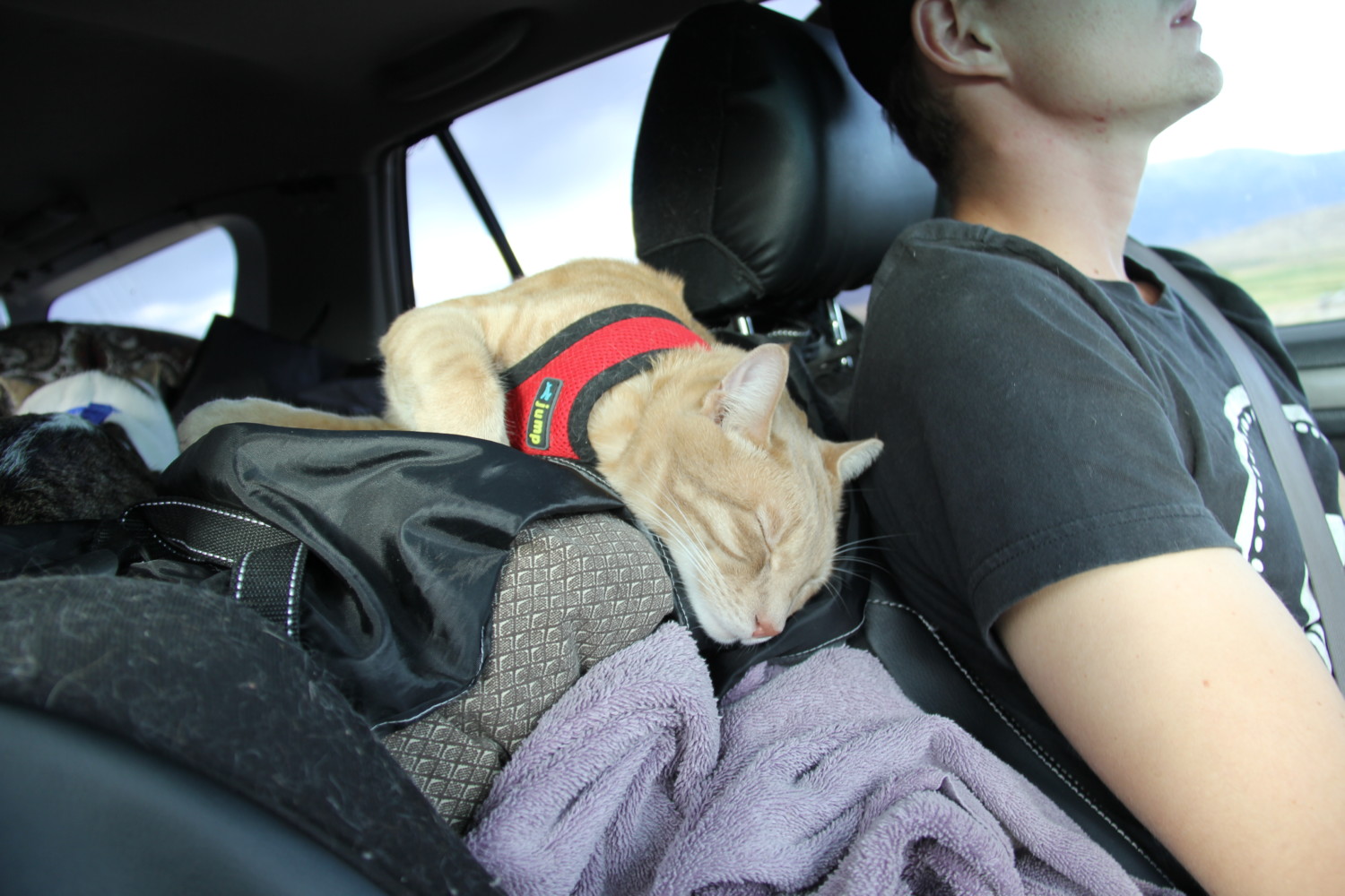 Commonly Asked Questions About Traveling with Adventure Cats
