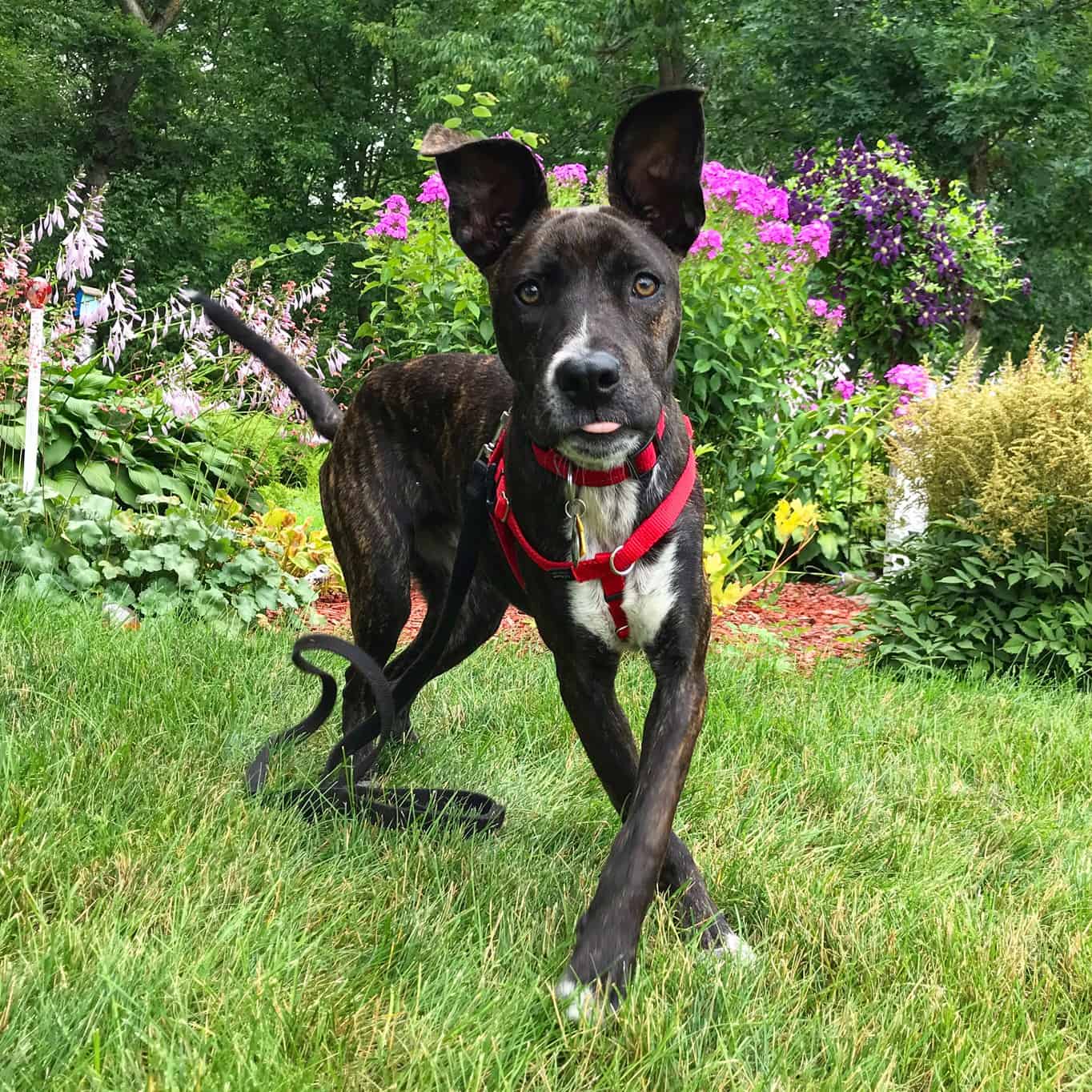 Brindle puppy in a red harness in front of a flower garden