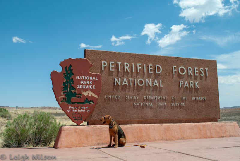 Petrified Forest National Park