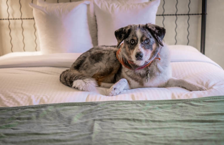 Dog on a hotel bed. Hotels that don't charge additional fees make affordable vacation options!