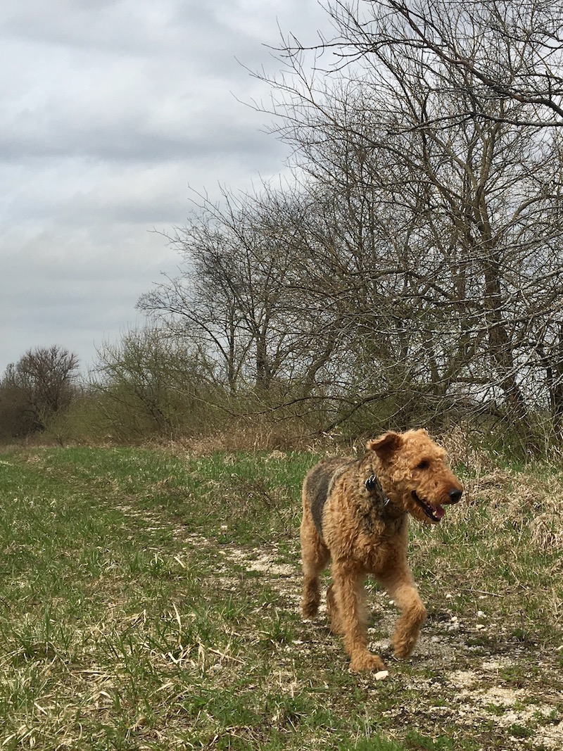 hiking with dogs off leash