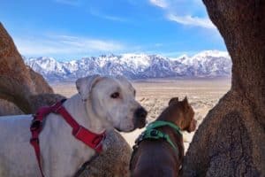 Adventuring in California's Alabama Hills with Your Dog