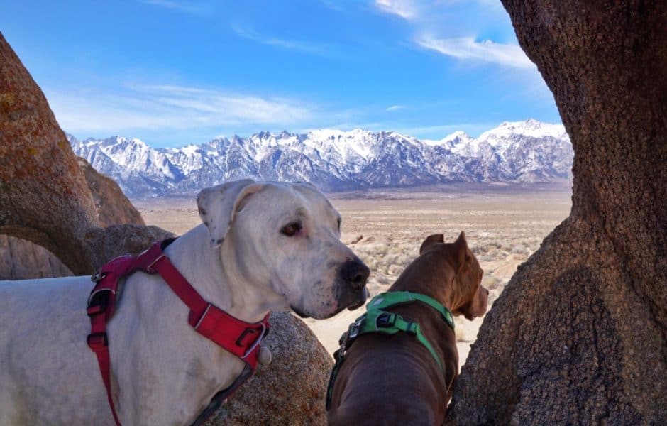 Adventuring in California's Alabama Hills with Your Dog