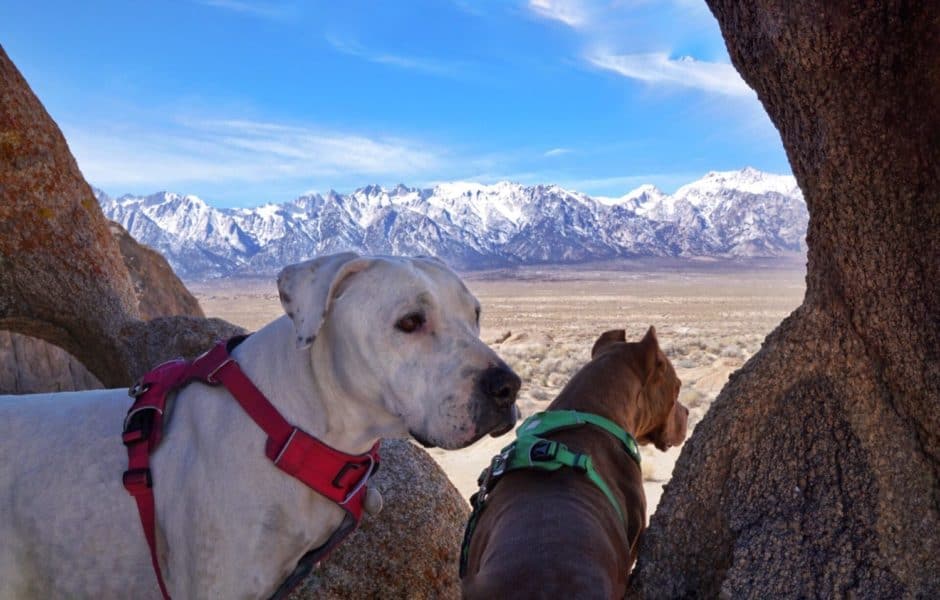 Exploring California's Alabama Hills With Your Dog