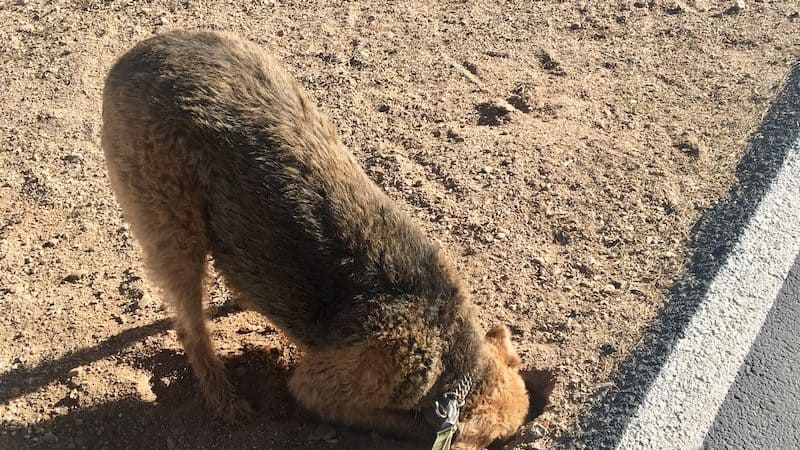 Dog sniffing a hole - hyper dog overstimulated 