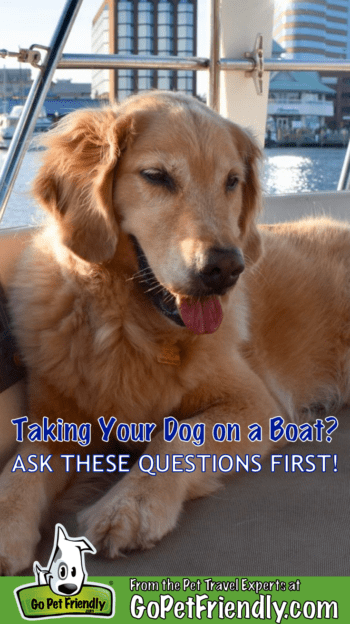 5 Questions To Ask BEFORE Taking A Dog On A Boat