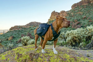 Hercules the pitbull dogs posing in a Bay Dog backpack with mountains in the background