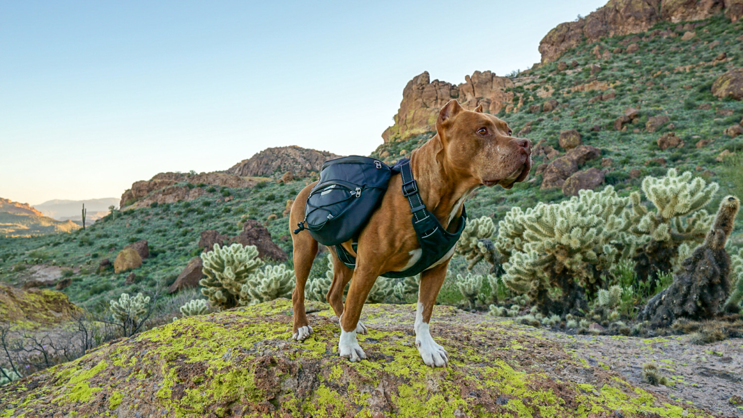 backpack harness for small dogs