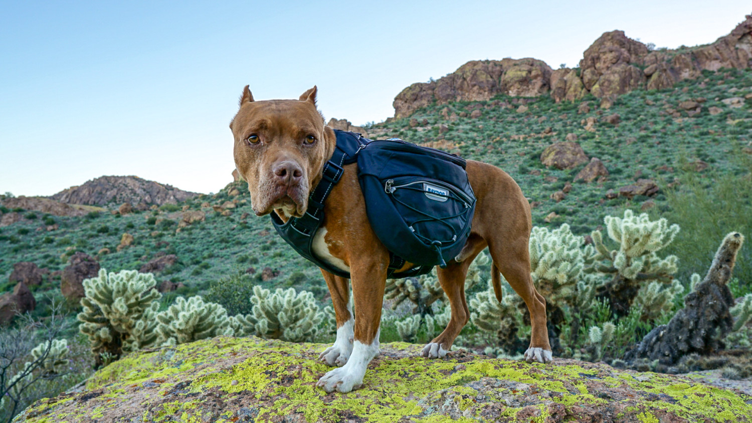 Hercules the pitbull dogs posing in a Bay Dog backpack with mountains in the background