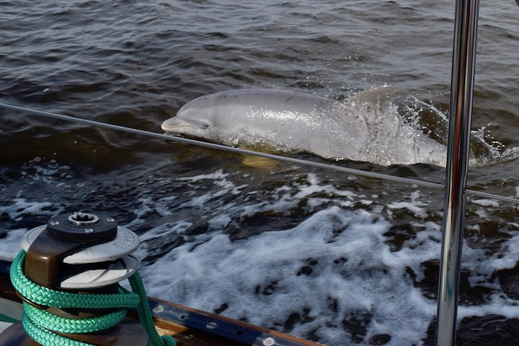 Dolphin swimming beside sailboat.