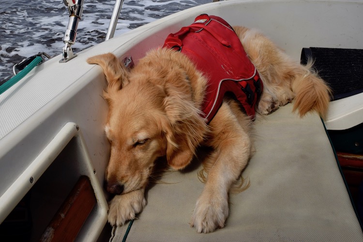 Honey the boat dog wears a life jacket underway.