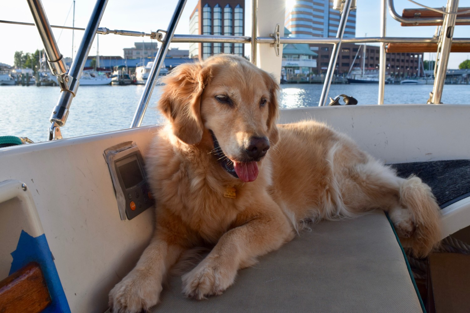 Honey the boat dog relaxes at anchor in the Hampton River.