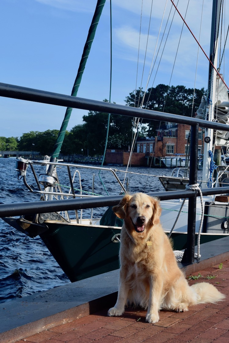 Honey the boat dog on the Elizabeth City docks with Meander.