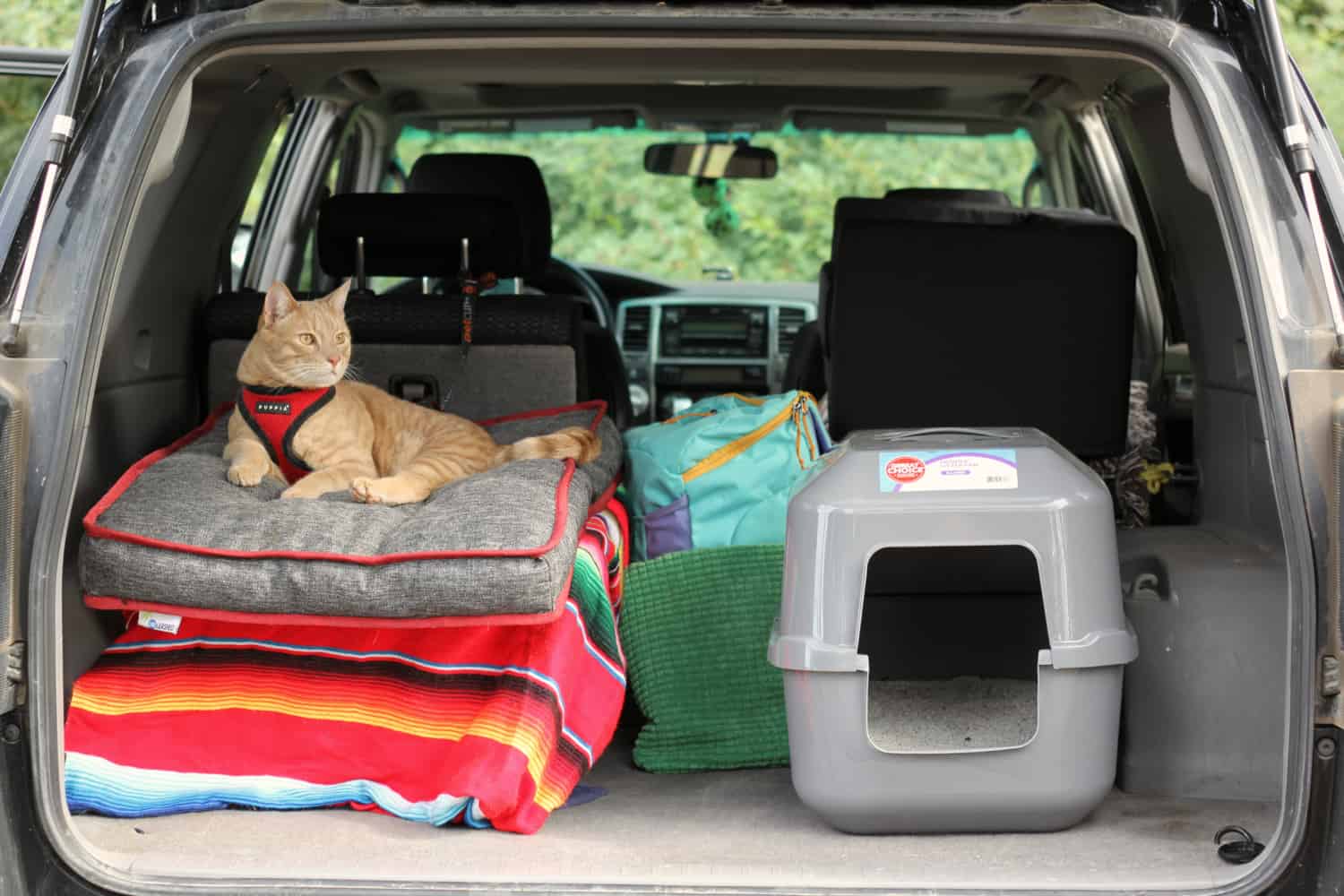 long road trip cat