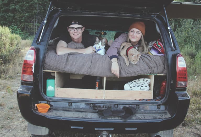 Tips and Tricks for Traveling With Cats Plan A Road Trip! GoPetFriendly