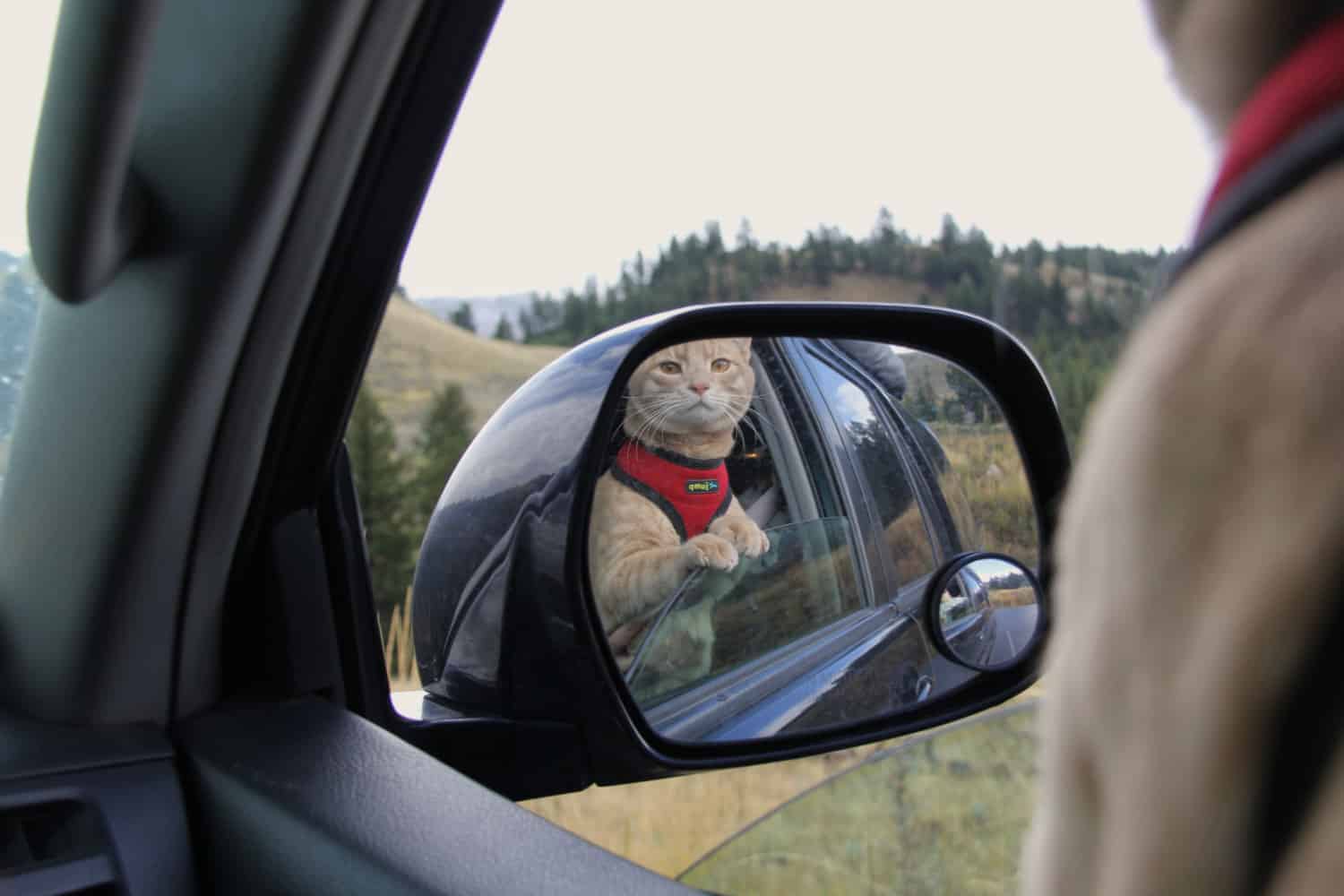 Tips en trucs voor roadtrippen met katten | GoPetFriendly.com