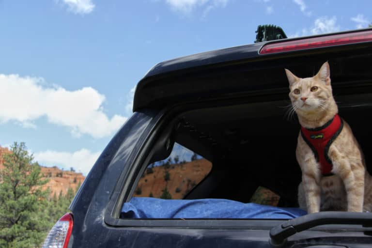 taking cat on road trip
