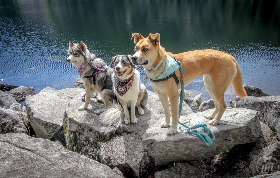 Planning Doggy Meetups On The Road | GoPetFriendly.com