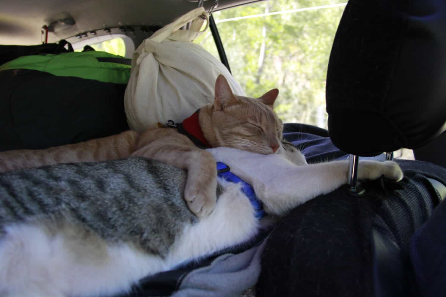 long road trip cat