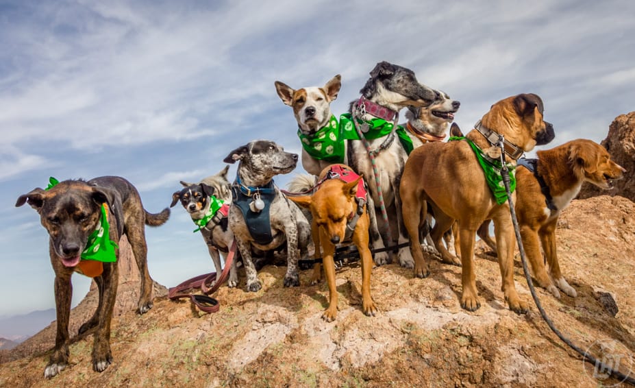 Planning Doggy Meetups On The Road | GoPetFriendly.com