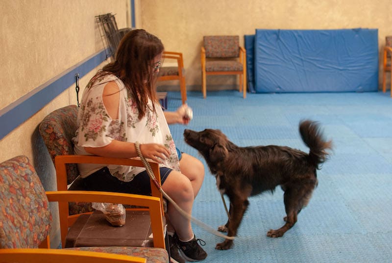 Rattlesnake Training for Dogs: Teaching Snake Avoidance
