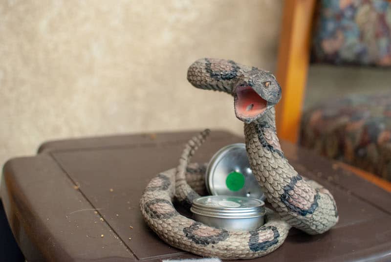 Rattlesnake Training for Dogs: The 411 on Snake Avoidance | GoPetFriendly.com