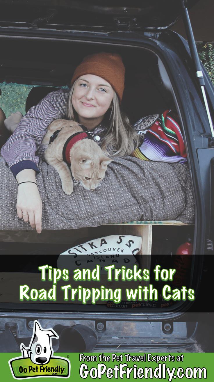 cats on road trips what could go wrong