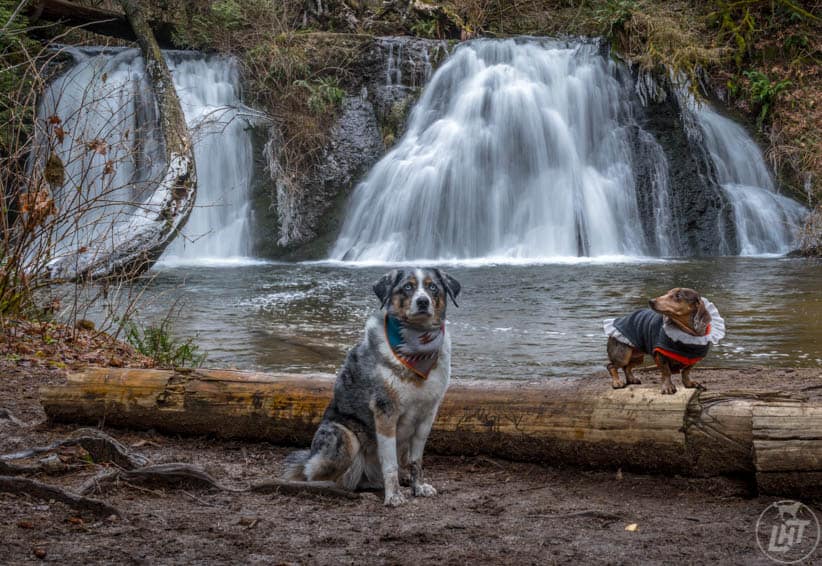 Planning Doggy Meetups On The Road | GoPetFriendly.com