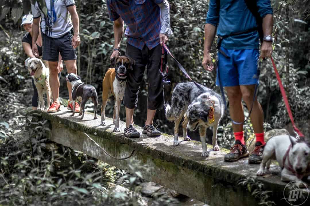 Planning Doggy Meetups On The Road | GoPetFriendly.com