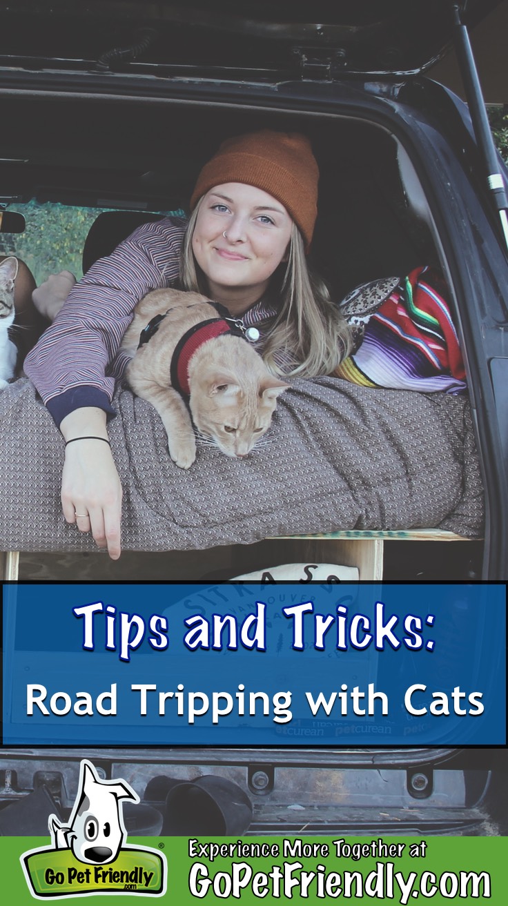 Woman and a cat on a bed in the back of a vehicle