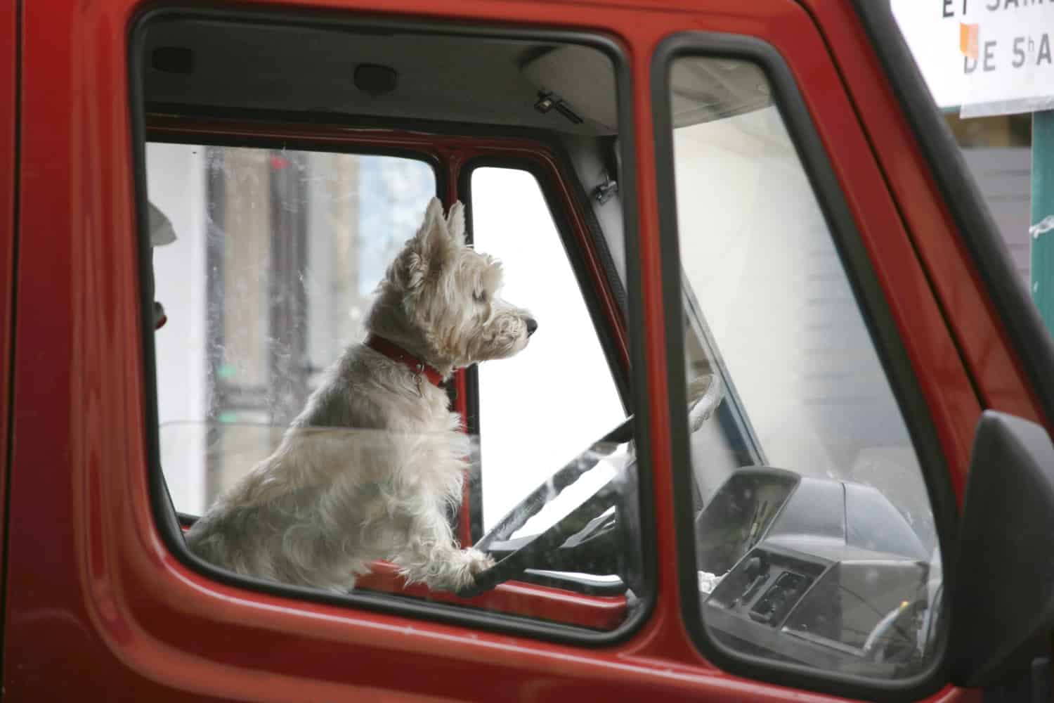 White terrier at the wheel of a red truck parked at a pet friendly movie theater