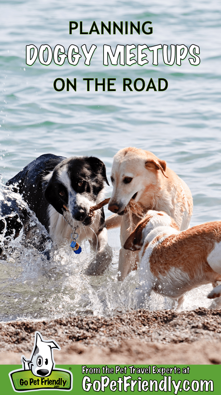 Three dogs in the water playing with a stick