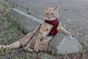 Orange stripe cat in a red harness lounging against a parking barrier