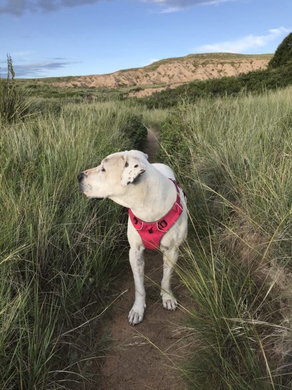 White dog on a pet friendly trail in Pawnee National Grassland