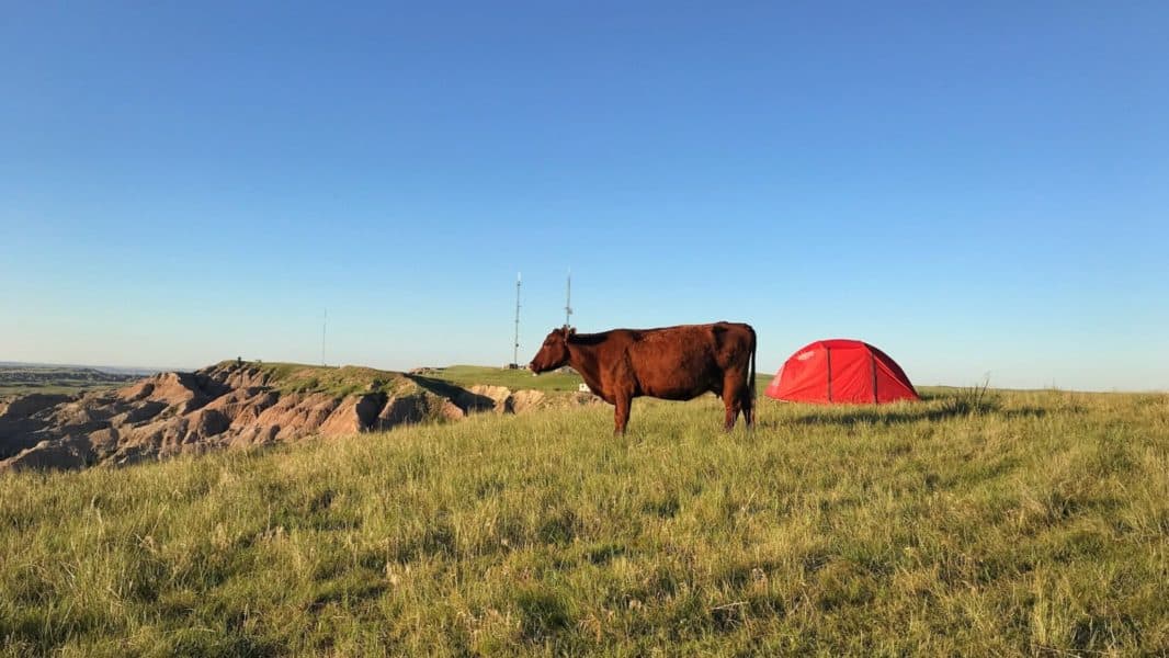 A cow with a tent in the background at the national grassland