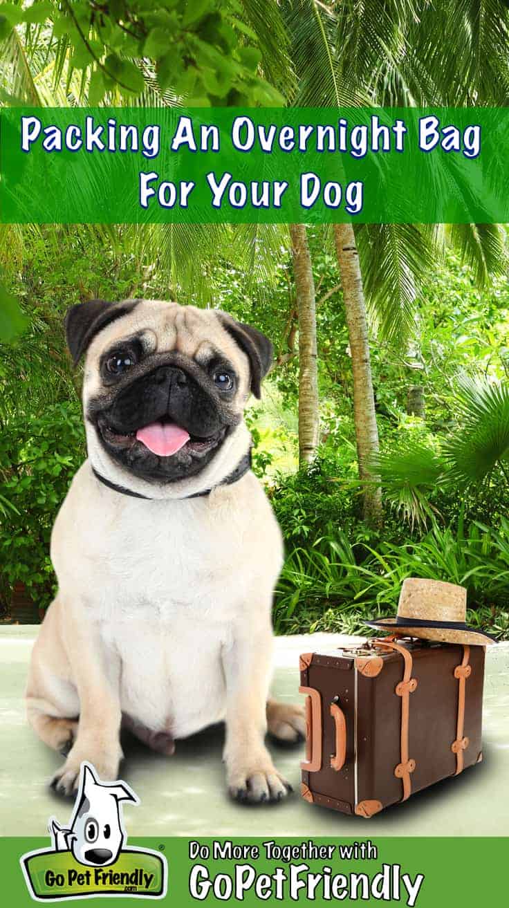 Smiling tan pug dog sitting beside a small brown suitcase with palm trees in the background