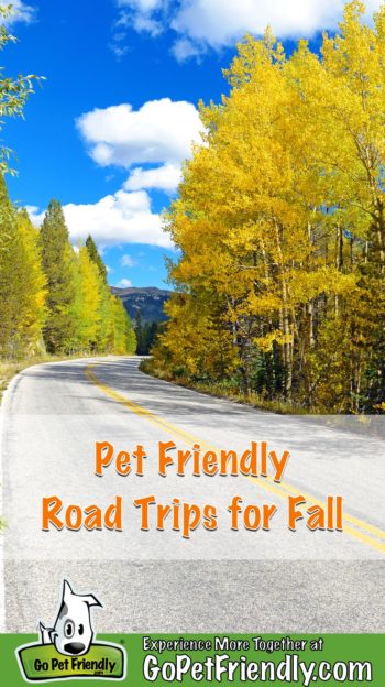 Roadway with colorful aspen trees on both sides