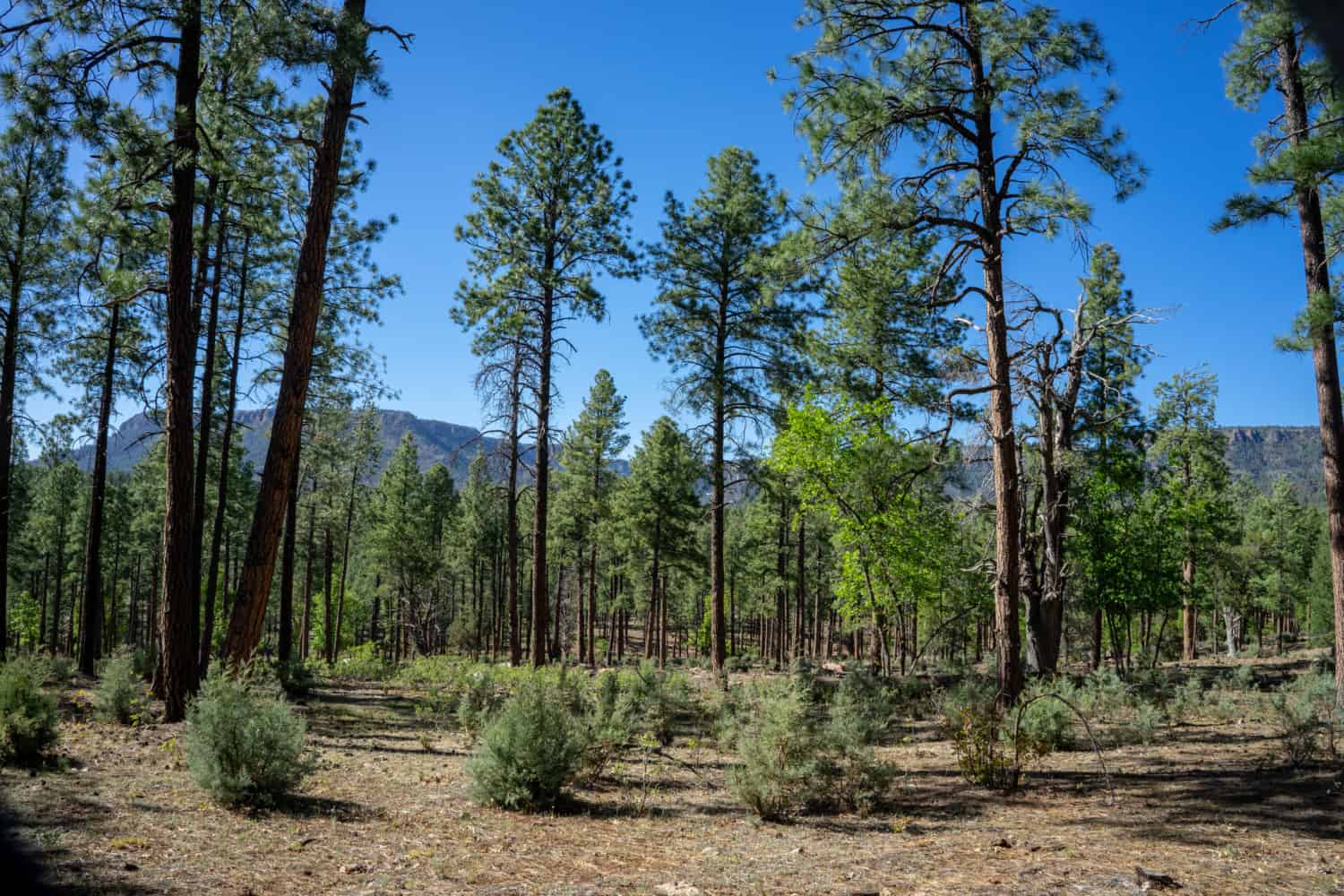 Sharp Creek Campground Review - Tonto National Forest, Arizona | GoPetFriendly.com