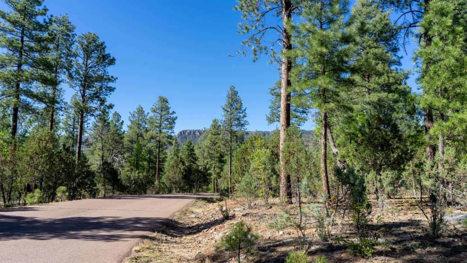 Sharp Creek Campground Review - Tonto National Forest, Arizona | GoPetFriendly.com