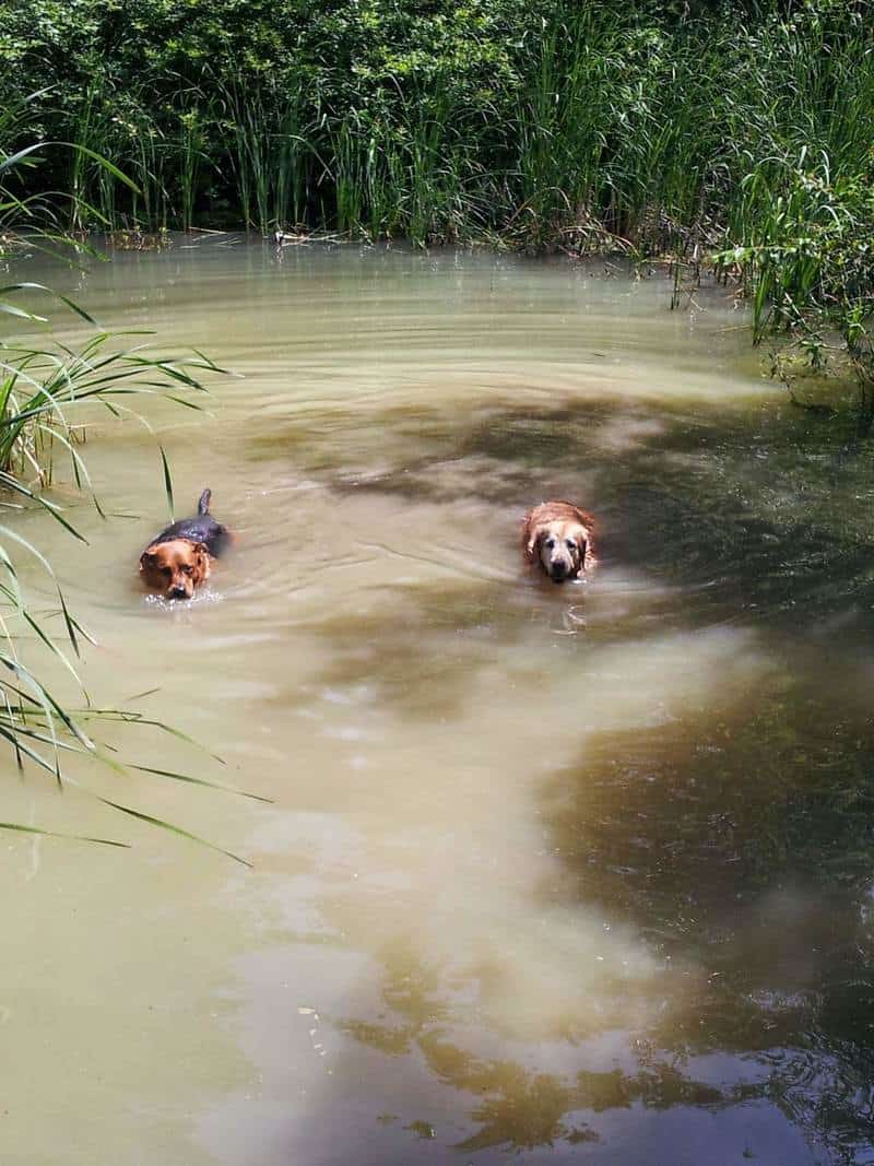 Enjoying Ontario's Thousand Islands Region With Your Dog | GoPetFriendly.com