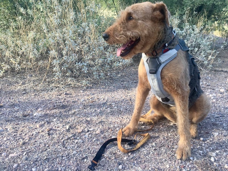 Ruffwear Core Cooler Cooling Vest