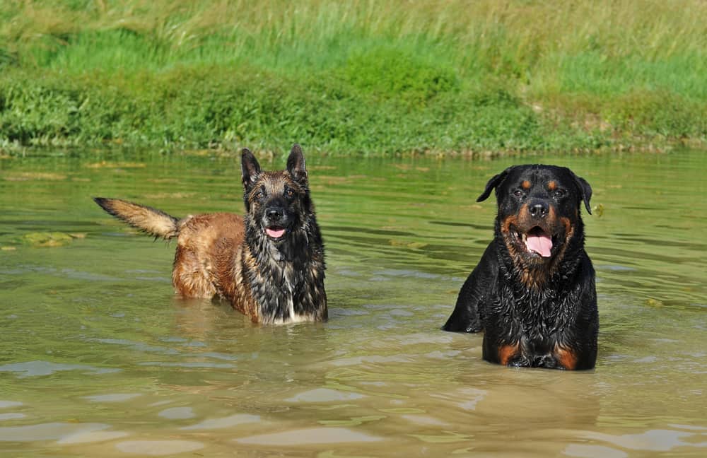 Dog Fun in Ontario's Thousand Islands Region | GoPetFriendly.com