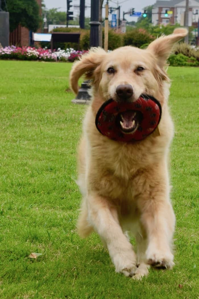 Honey the golden retriever running with a toy in her mouth.