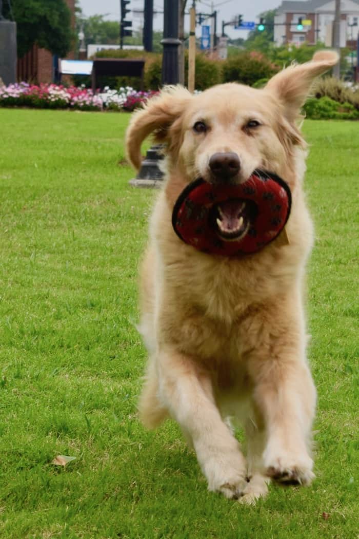 Honey the golden retriever runs moments before hurting herself and needing an emergency vet.