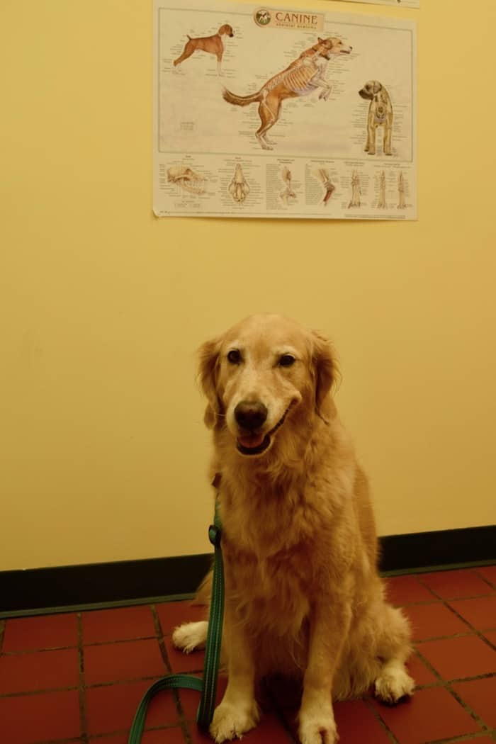 Honey the golden retriever sits pretty at the vet's office.