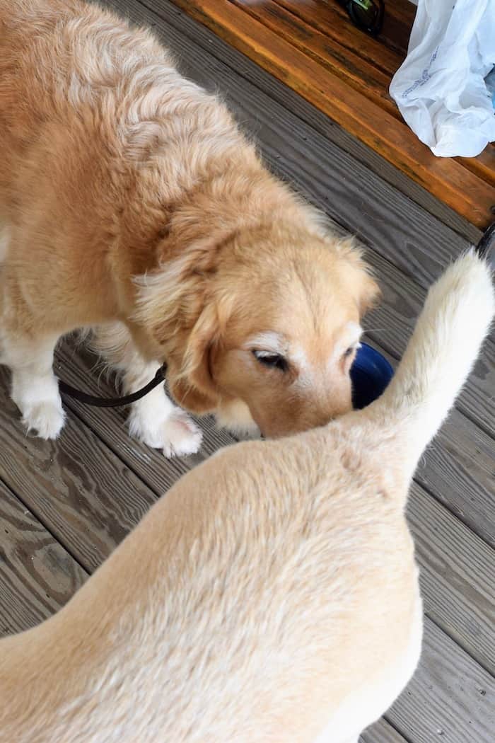 Honey greets the dock dog, Sergeant.